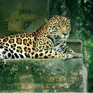 Jaguar Philpot
